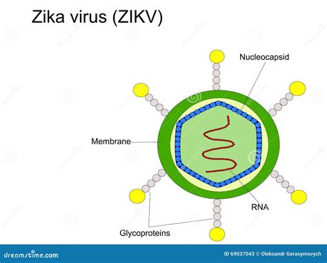 Structure of Zika virus stock vector. Illustration of nucleocapsid - 69037043
