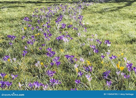 Lawn with purple flowers stock image. Image of landscape - 110454705