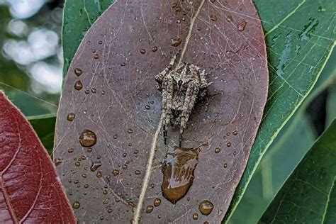 Beyond the myths and fears, the world wide of spiders – and why they matter