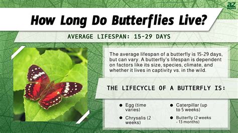 How Long Do Butterflies Live? - A-Z Animals