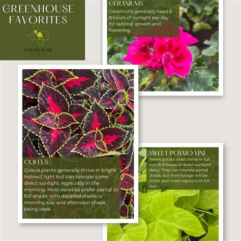 Yellow Rose Plants (@yellow_rose_plants) • Instagram photos and videos