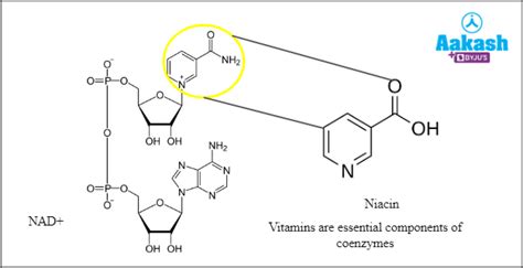Enzymes in Biology: Definition, Types and Importance | AESL