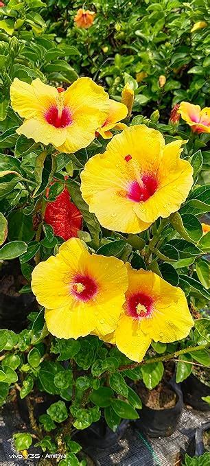 Hybrid Pune Hibiscus Flower Dwarf Variety Live Plant : Amazon.in ...