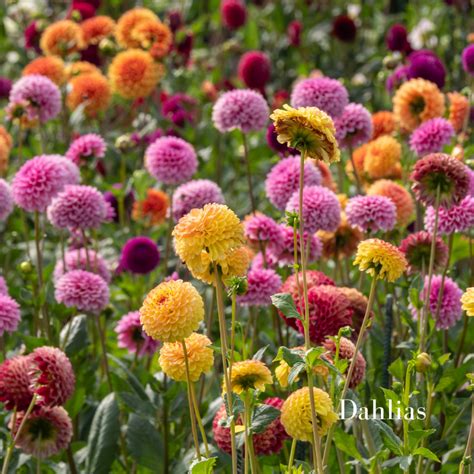 The 10 best flowers to grow for cutting | The Cut Flower Collective