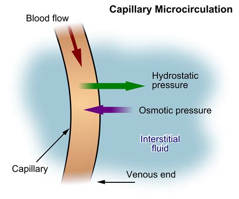 Osmotic Pressure Hydrostatic Pressure