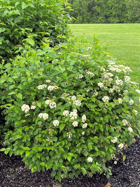 White Viburnum
