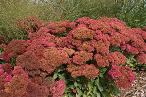Sedum Autumn Fire