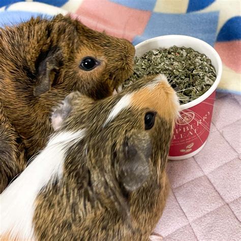 GuineaDad Chamomile - Organic Guinea Pig Herbal Treats