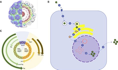 Advances in BK Virus Complications in Organ Transplantation and Beyond ...