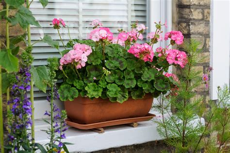 How To Care For Geraniums In Pots
