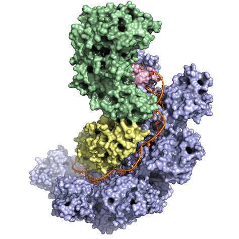 Protein Complex Structure 的图像结果