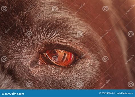 Labrador Retriever Eye Color 的图像结果