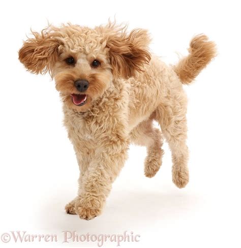 10 Week Old Cockapoo 的图像结果