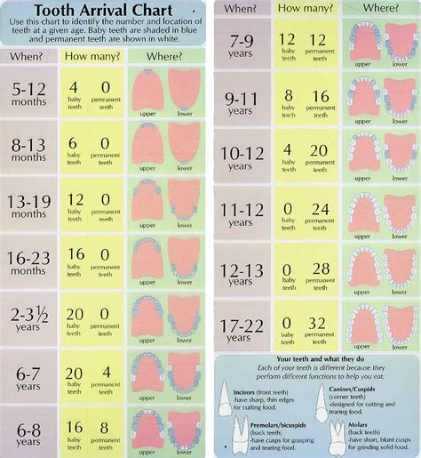 Image result for Tooth Growth Chart