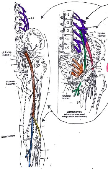 Image result for Plexus Tutorial