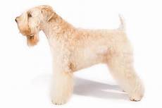 soft coated wheaten terrier haircut dog wheaten soft coated wheaten terrier dog breed information soft coated wheaten terrier haircut dog wheaten soft coated wheaten terrier dog breed information