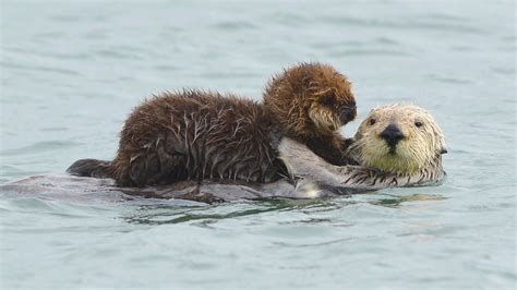 What Is A Sea Otters Habitat For Kids - Infoupdate.org