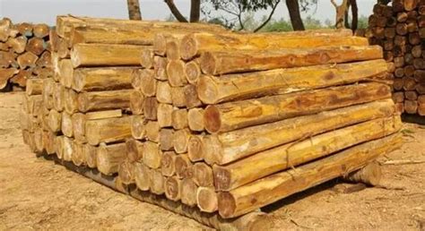 White Teak Wood Log Manufacturer, Supplier from Khunti