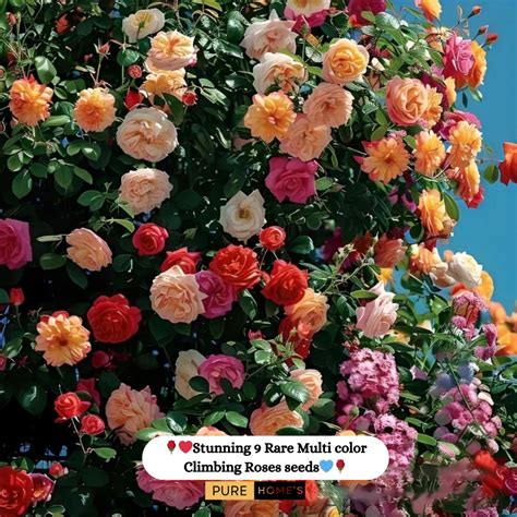 🌹 Elegant Climbing Rose Flower Seeds- 9 Rare and Breathtaking Colors S ...