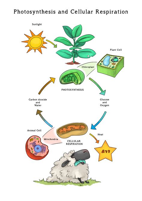 Do Plants Carry Out Cellular Respiration - Plant Ideas