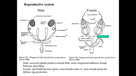 Image result for Insect Sexual Reproduction