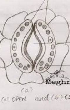 open and closed stomatal pore diagram - Brainly.in