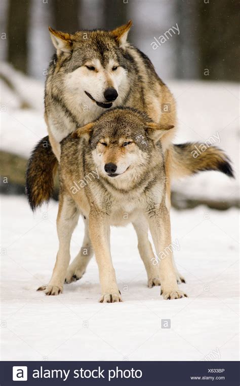 Image result for Wolves Mating Season