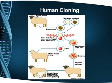 Image result for Cloning Bioethics