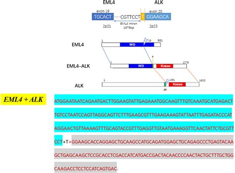 Image result for RNA Sequence Example