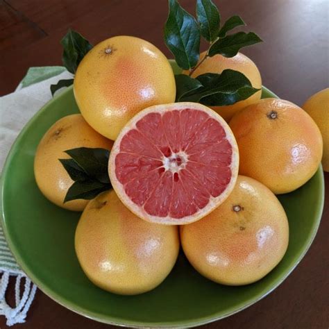 Red Ruby Grapefruit How to Grow Perth 的图像结果