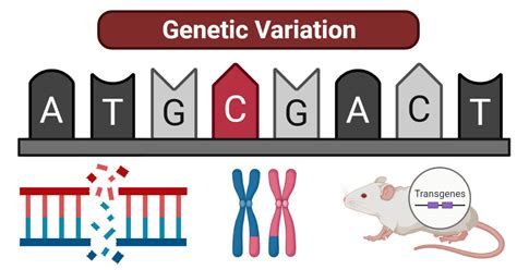 Image result for Genetic Variability Examples