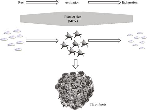 How To Lower Mean Platelet Volume - Numberimprovement23