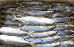 Fish - Indian mackerel buy in Thrissur