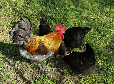 Blue and Blue splash Marans! | BackYard Chickens - Learn How to Raise ...