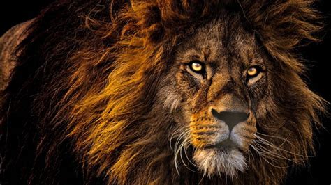 Wolves 1 Hour Loop 的图像结果