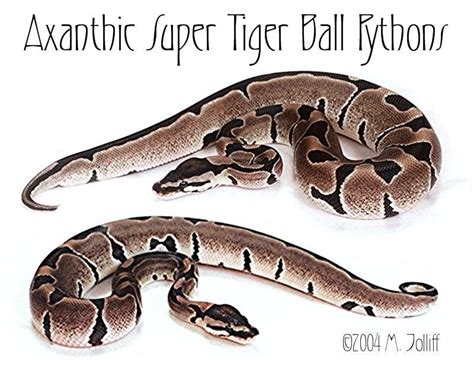 Image result for Ball Python vs Tiger