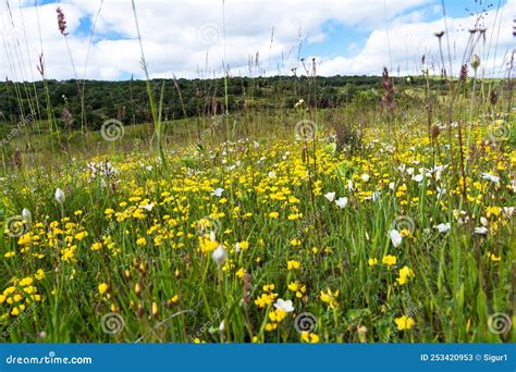 Wild Flowers among Herbs on Meadow at Ground Level Stock Image - Image ...