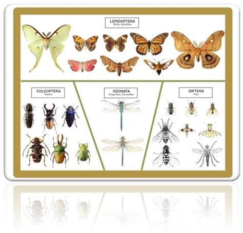 4-H Virtual Insect Collection 的图像结果