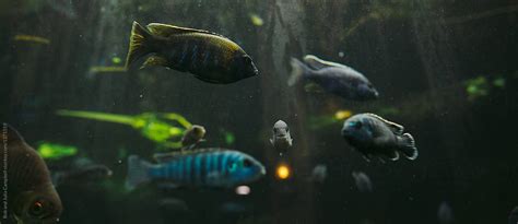 "Tropical Fish In Tank" by Stocksy Contributor "Rob And Julia Campbell" - Stocksy
