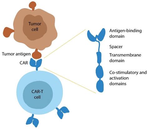 Car T Cell Wiki: Car T Cells C’Est Quoi – CREM