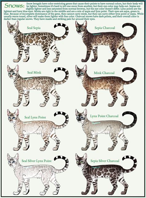 Bengal Cat Colors And Patterns at Wendy Rodgers blog