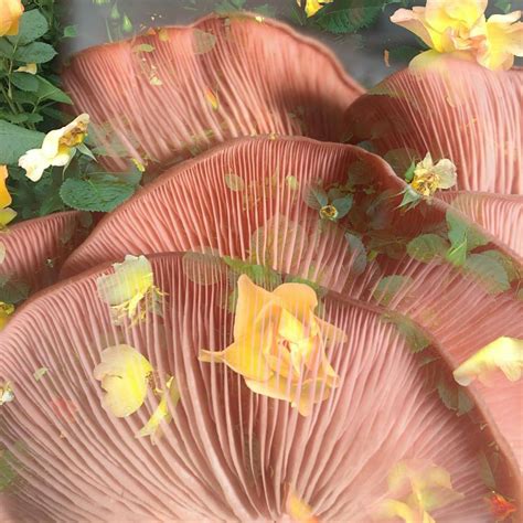 Pink Oyster Mushroom Cultivation Workshop, Flying Pig Farm, Manitou ...