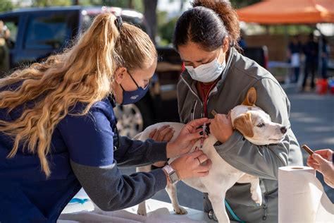 Spanish for the Veterinary Professional – Doctor of Veterinary Medicine ...