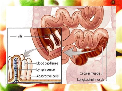 Image result for How Does Digested Food Get into Blood Absorption