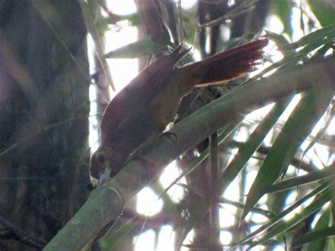 Peruvian Recurvebill - eBird
