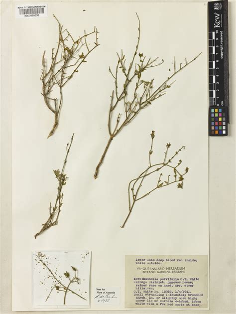 Xerothamnella C.T.White | Plants of the World Online | Kew Science