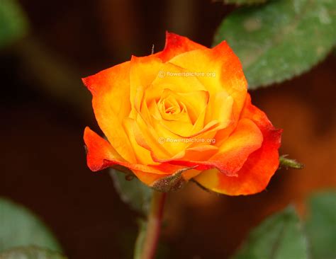 Lalbagh flower show 2015 pictures