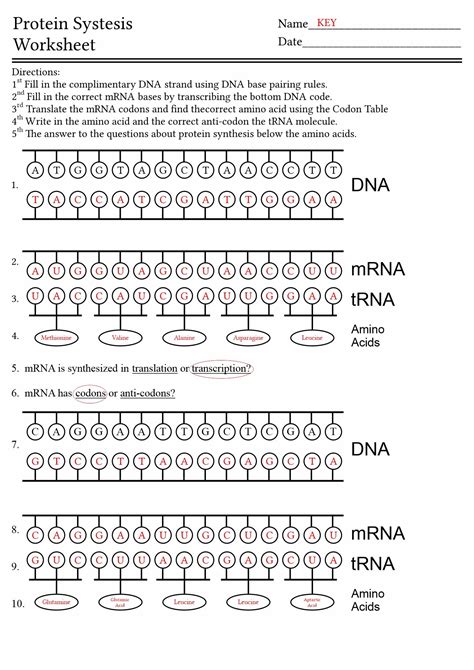 Image result for Protein Synthesis Race Answer Key
