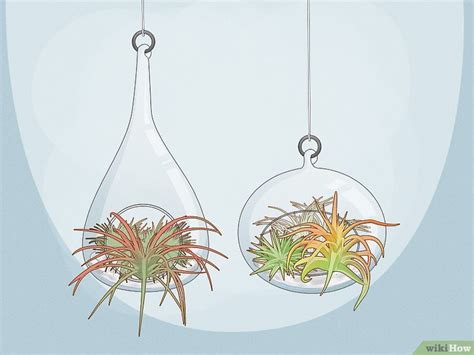 How to Display Air Plants On MDF 的图像结果