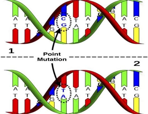 Image result for Mutation Process